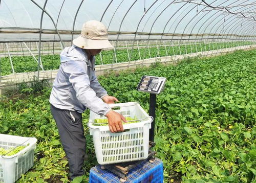 夏季地產蔬菜穩保供，保障市民餐桌“鮮”味不斷檔