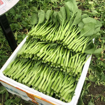 露天菜心 田園美味，新鮮到家