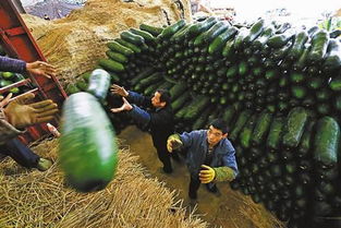菜農春節不休 讓市民吃上新鮮蔬菜